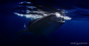 Whale Shark Feeding
Isla Mujeres, Mexico
Canon 5D3 by Ken Kiefer 